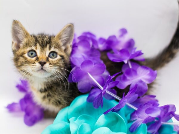 Kitten-CAT-Female-Tabby-15202-Petland Wichita, Kansas