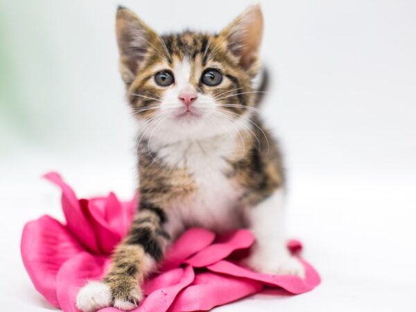 Kitten CAT Female Calico 15201 Petland Wichita, Kansas