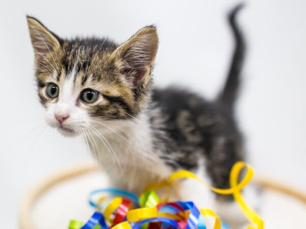 Kitten CAT Male Tabby 15200 Petland Wichita, Kansas