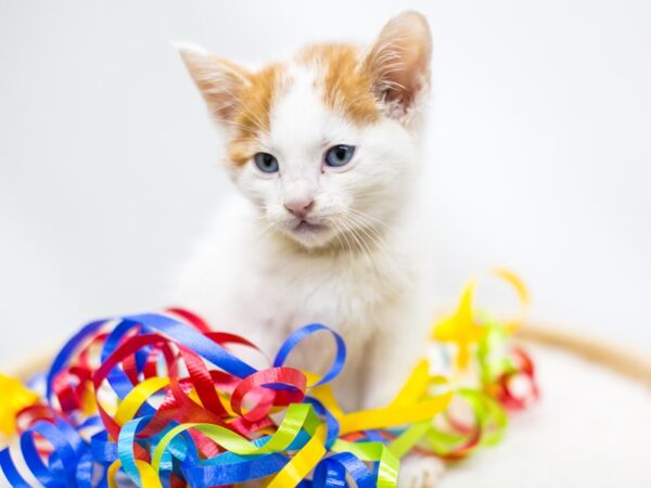 Kitten-CAT-Male-Orange & White-15199-Petland Wichita, Kansas