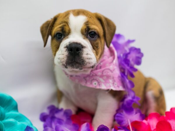 Victorian Bulldog-DOG-Female-Brindle & White-15198-Petland Wichita, Kansas