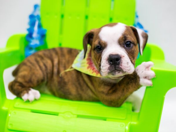 Victorian Bulldog DOG Male Brindle & White 15197 Petland Wichita, Kansas