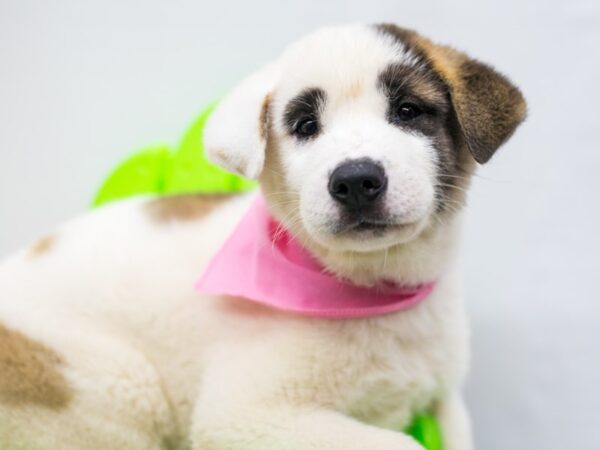 Akita DOG Female White w/Brown spots 15196 Petland Wichita, Kansas