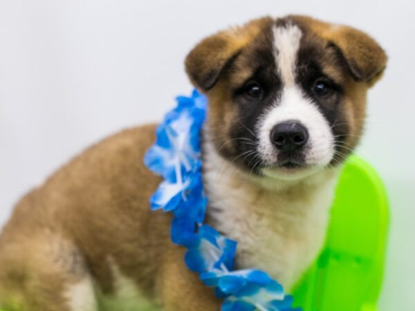 Akita-DOG-Male-Brown & White-15195-Petland Wichita, Kansas