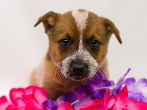 Australian Cattle Dog DOG Female Red Heeler 15194 Petland Wichita, Kansas