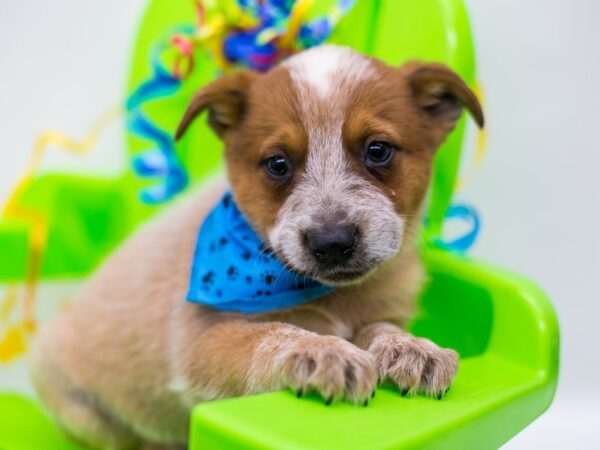 Australian Cattle Dog DOG Male Red Heeler 15193 Petland Wichita, Kansas