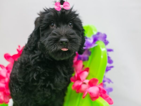 Whoodle-DOG-Female-Black-15192-Petland Wichita, Kansas