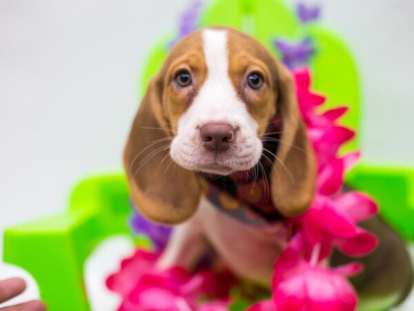 Beagle DOG Female Chocolate Tricolor 15190 Petland Wichita, Kansas