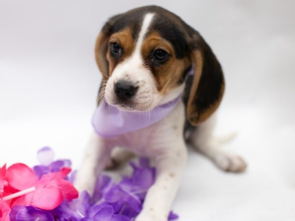 Beagle-DOG-Female-Black Tri-15189-Petland Wichita, Kansas