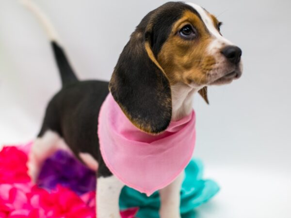 Beagle DOG Female Black Tri 15188 Petland Wichita, Kansas