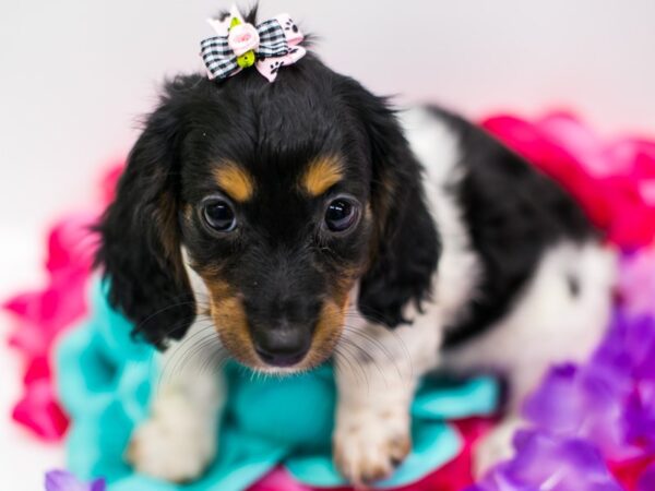 Miniature Dachshund-DOG-Female-Black Tri Pibald-15186-Petland Wichita, Kansas