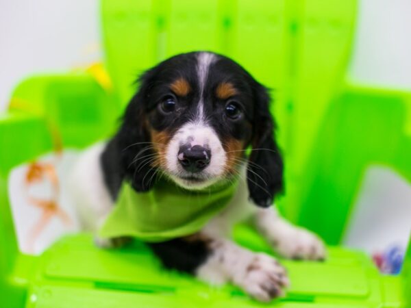 Miniature Dachshund DOG Male Black Tri Pibald 15185 Petland Wichita, Kansas