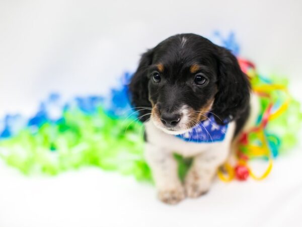 Miniature Dachshund DOG Male Black Tri Pibald 15184 Petland Wichita, Kansas