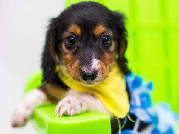 Miniature Dachshund DOG Male Black Tri Pibald 15183 Petland Wichita, Kansas