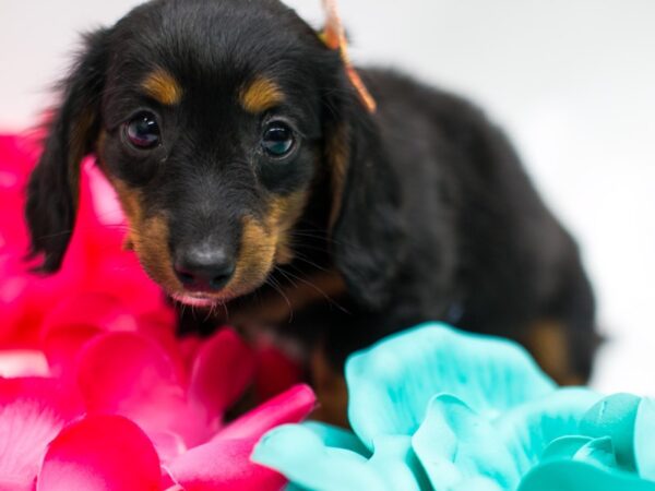 Miniature Dachshund DOG Female Black Tri Pibald 15182 Petland Wichita, Kansas