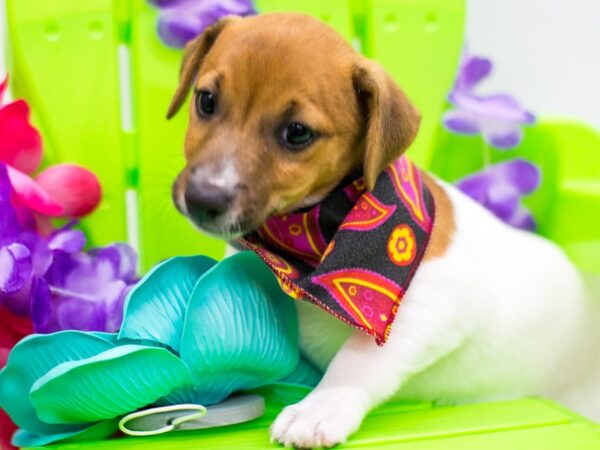 Jack Russell Terrier DOG Female Red & White 15181 Petland Wichita, Kansas