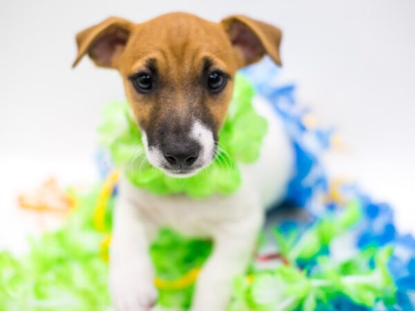 Jack Russell Terrier-DOG-Male-Red & White-15180-Petland Wichita, Kansas