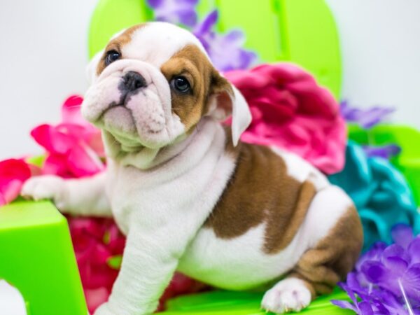 English Bulldog DOG Female Red & White 15179 Petland Wichita, Kansas