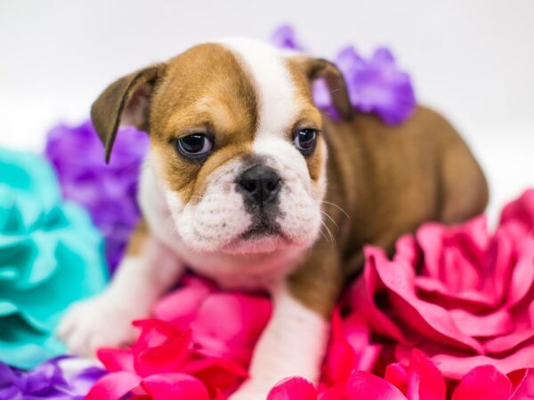 English Bulldog DOG Female Red & White 15178 Petland Wichita, Kansas