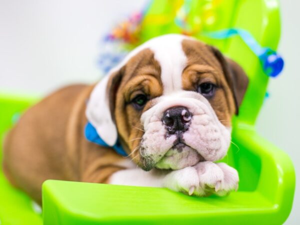 English Bulldog-DOG-Male-Red & White-15176-Petland Wichita, Kansas