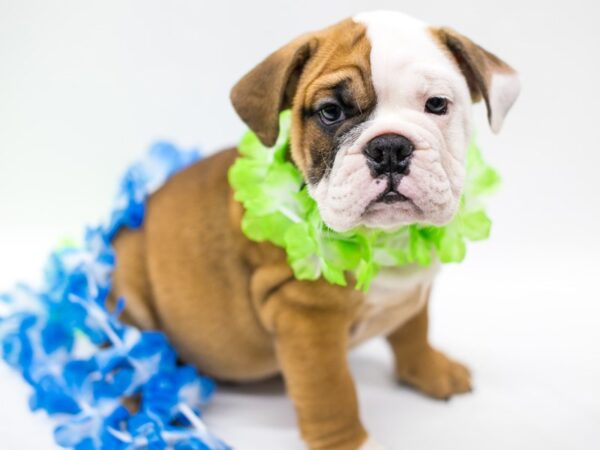 English Bulldog DOG Male Red & White 15175 Petland Wichita, Kansas