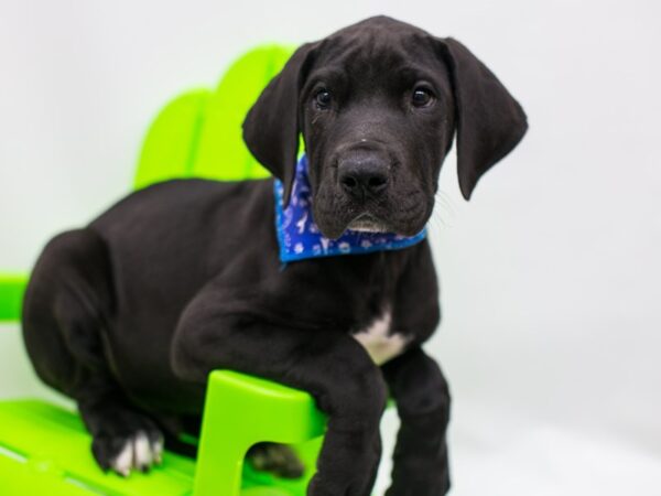 Great Dane DOG Male Black 15174 Petland Wichita, Kansas