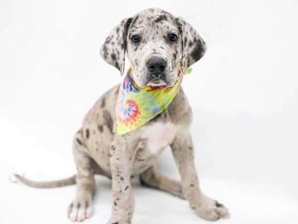 Great Dane-DOG-Male-Blue Merle-15173-Petland Wichita, Kansas