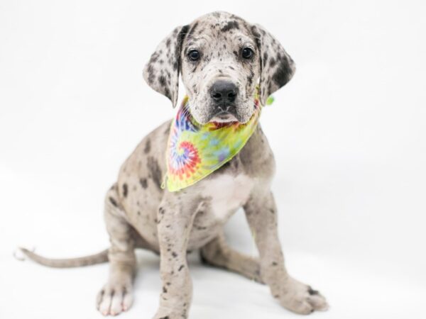 Great Dane DOG Male Blue Merle 15173 Petland Wichita, Kansas