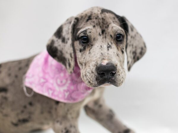 Great Dane DOG Female Blue Merle 15172 Petland Wichita, Kansas