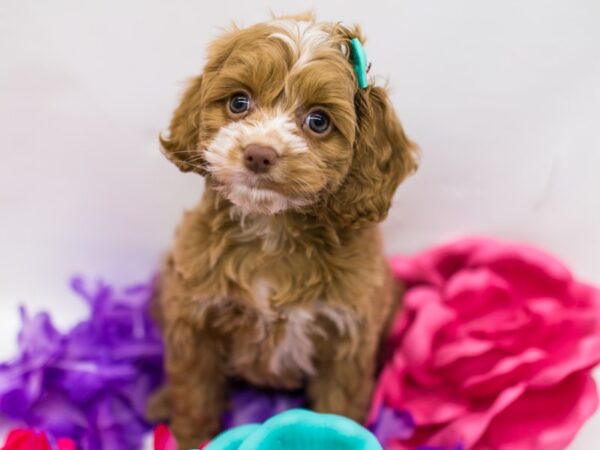 Cockalier Poo DOG Female Red & White 15218 Petland Wichita, Kansas