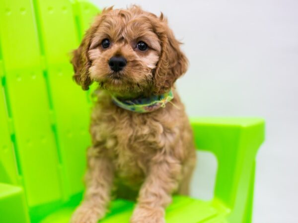 Cockalier Poo DOG Male Red & White 15217 Petland Wichita, Kansas