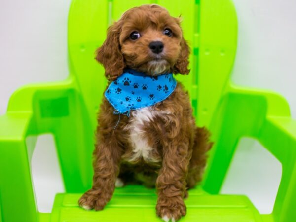 Cockalier Poo DOG Male Red & White 15216 Petland Wichita, Kansas