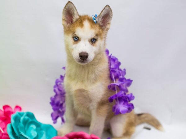 Siberian Husky-DOG-Female-Red & White-15215-Petland Wichita, Kansas
