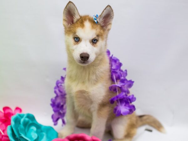 Siberian Husky DOG Female Red & White 15215 Petland Wichita, Kansas