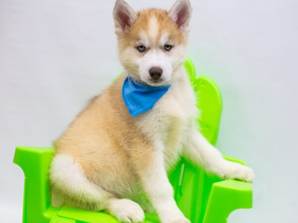 Siberian Husky-DOG-Male-Red & White-15214-Petland Wichita, Kansas