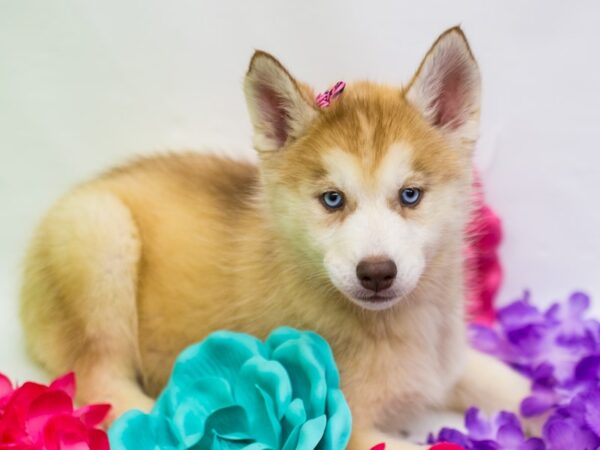 Siberian Husky DOG Female Red & White 15213 Petland Wichita, Kansas