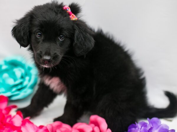 Double Doodle DOG Female Black & White 15212 Petland Wichita, Kansas