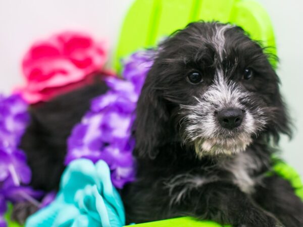 Labradoodle DOG Female Black, White Markings 15211 Petland Wichita, Kansas