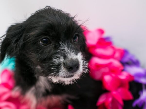 Labradoodle DOG Female Black, White Markings 15210 Petland Wichita, Kansas