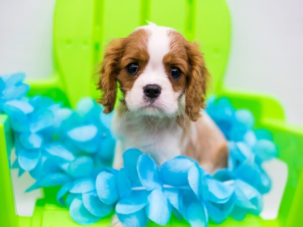 Cavalier King Charles Spaniel-DOG-Male-Blenheim-15209-Petland Wichita, Kansas