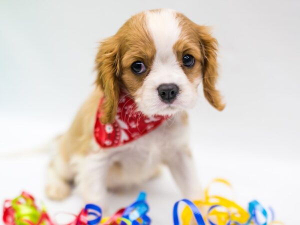 Cavalier King Charles Spaniel DOG Male Blenehim 15208 Petland Wichita, Kansas