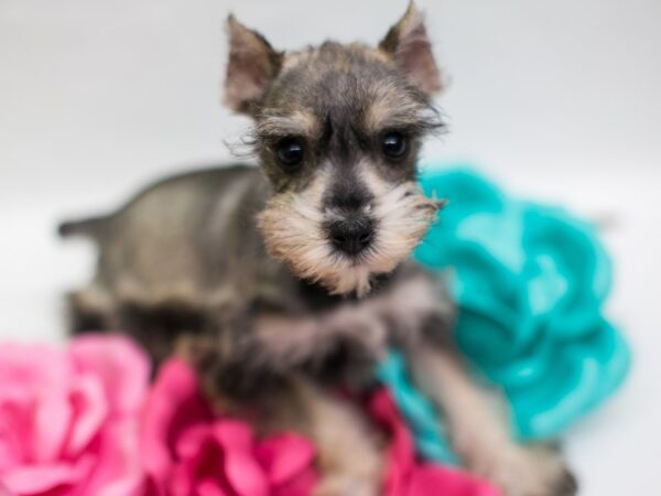 Miniature Schnauzer DOG Female Salt & Pepper 15207 Petland Wichita, Kansas