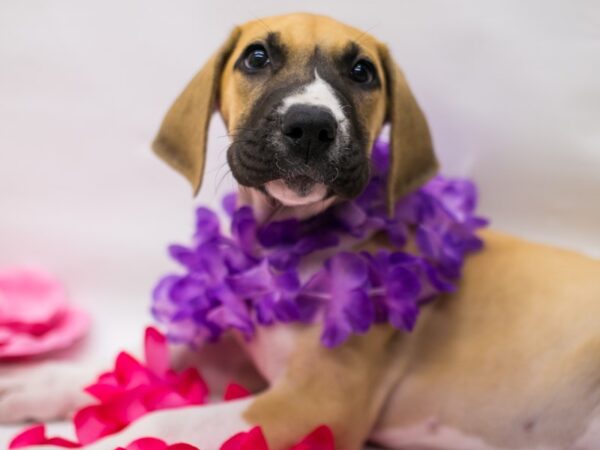 Great Dane DOG Female Fawn Mantle 15171 Petland Wichita, Kansas