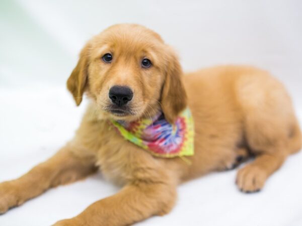 Golden Retriever DOG Male Dark Golden 15232 Petland Wichita, Kansas