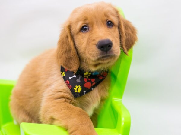 Golden Retriever DOG Male Dark Golden 15231 Petland Wichita, Kansas