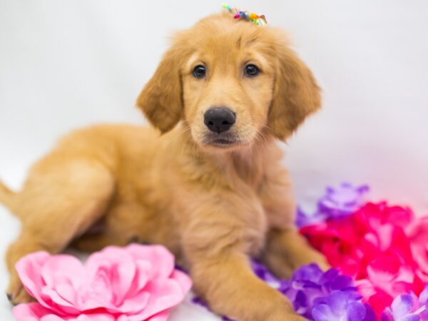 Golden Retriever DOG Female Dark Golden 15230 Petland Wichita, Kansas