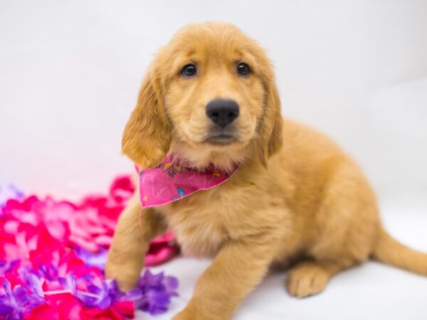 Golden Retriever DOG Female Dark Golden 15229 Petland Wichita, Kansas