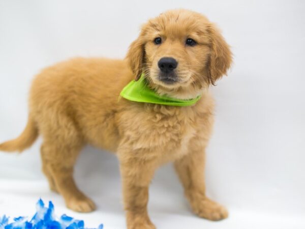 Golden Retriever-DOG-Male-Dark Golden-15228-Petland Wichita, Kansas