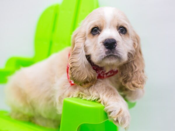 Cocker Spaniel DOG Male Buff & Cream 15227 Petland Wichita, Kansas