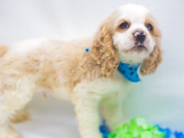 Cocker Spaniel DOG Male Buff & White (one blue eye) 15226 Petland Wichita, Kansas